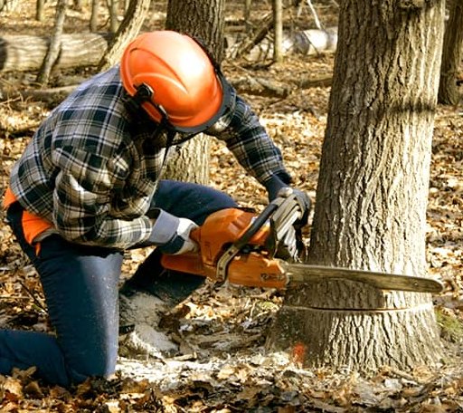 Tree Removal in Monitor, WA